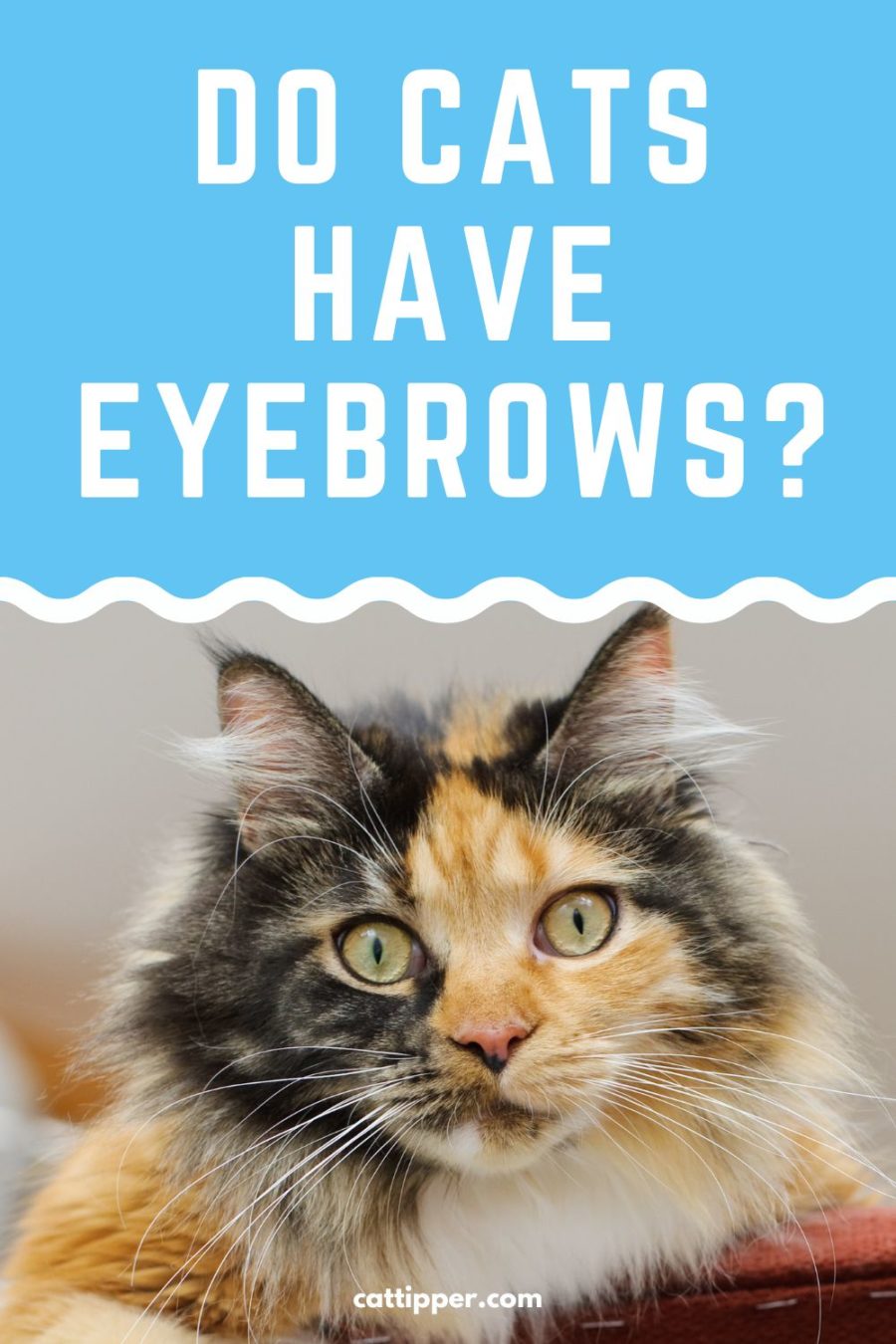 Do Cats Have Eyebrows?