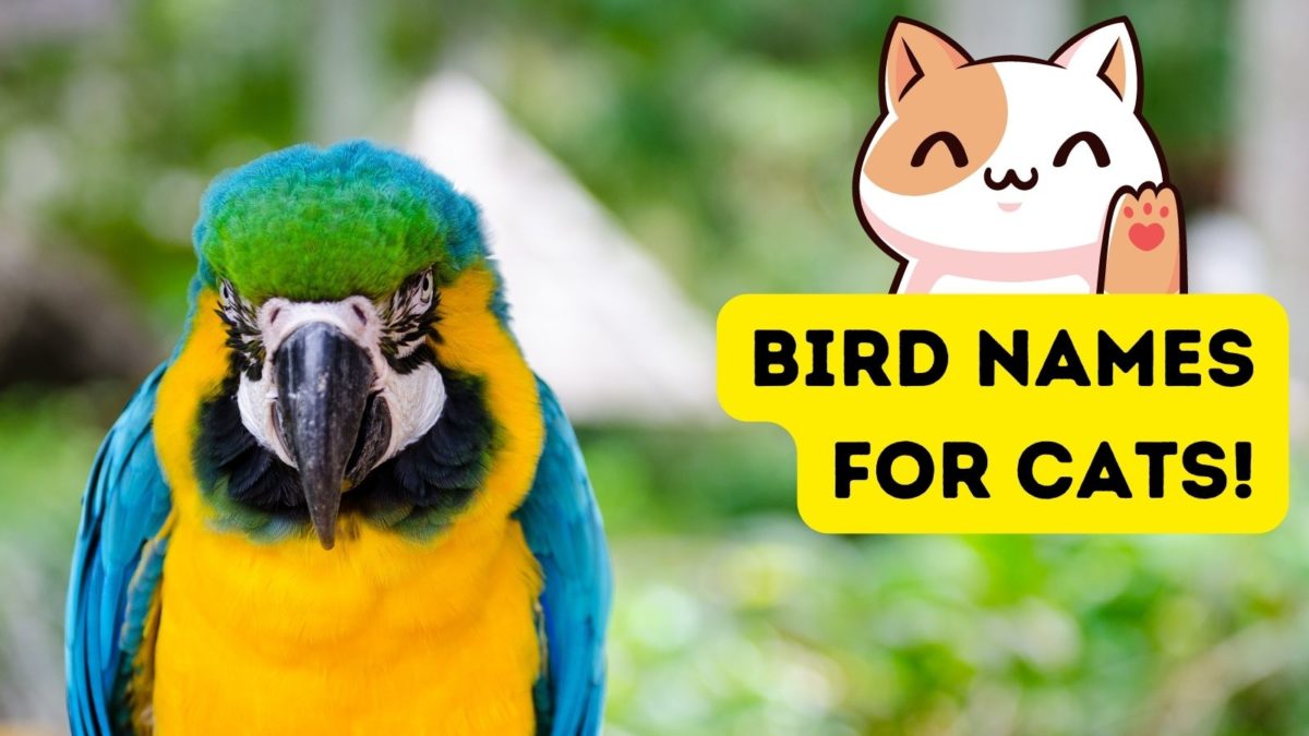 bird-names-for-cats