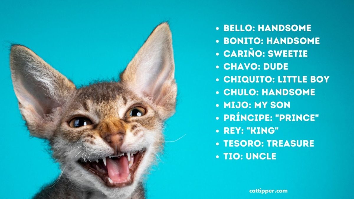 idea-28-pet-cat-names