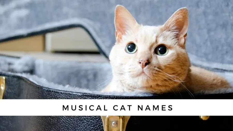 Music from Cats - Album by Cats The Musical