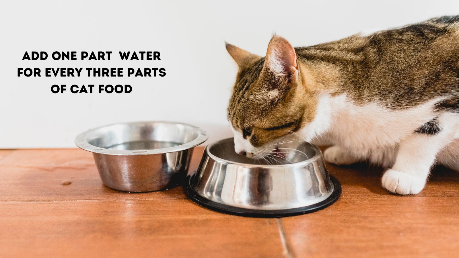 Can I Add Water to My Cat’s Dry Food?