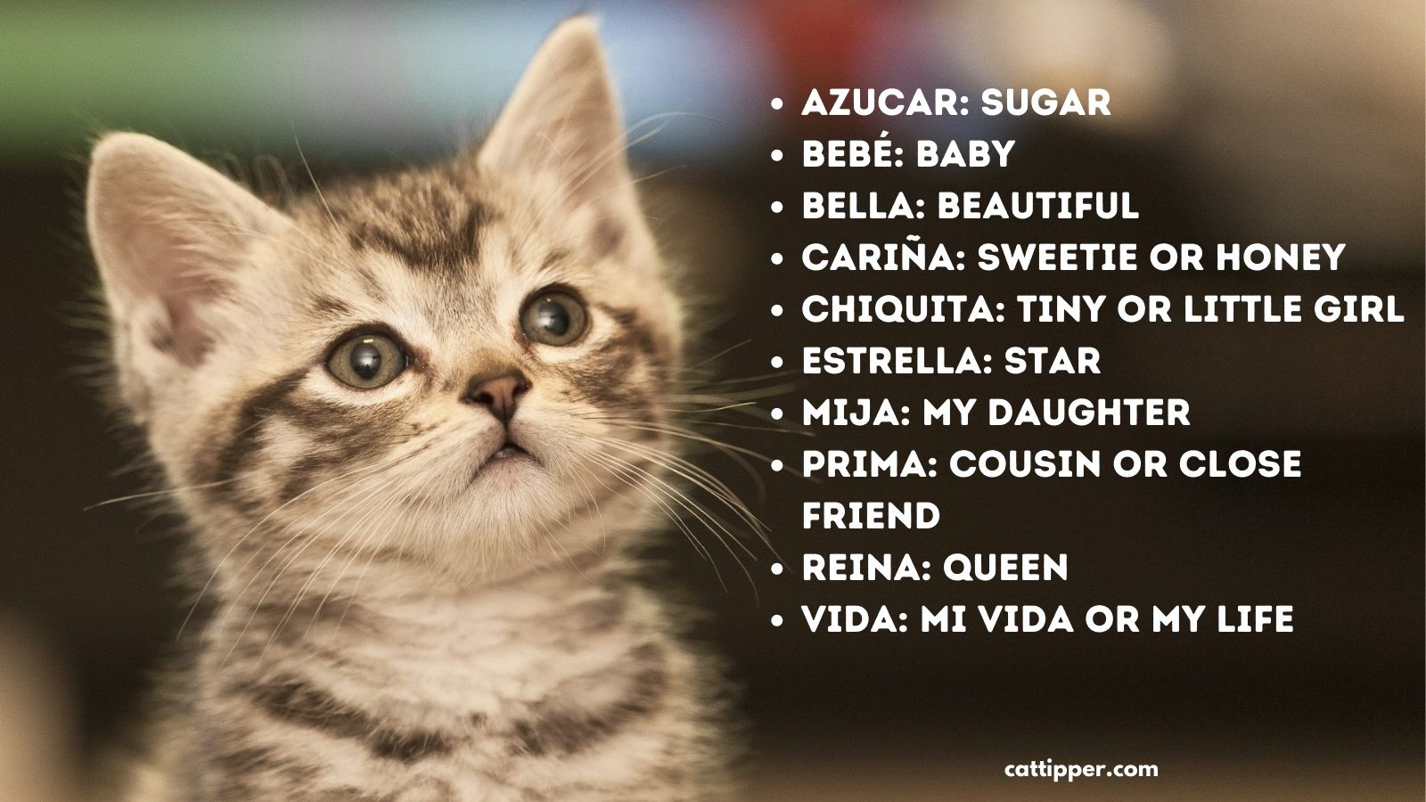 260-purr-fecto-spanish-cat-names-mexican-cat-names