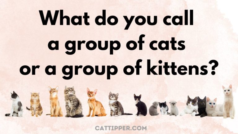 what-do-you-call-a-group-of-cats