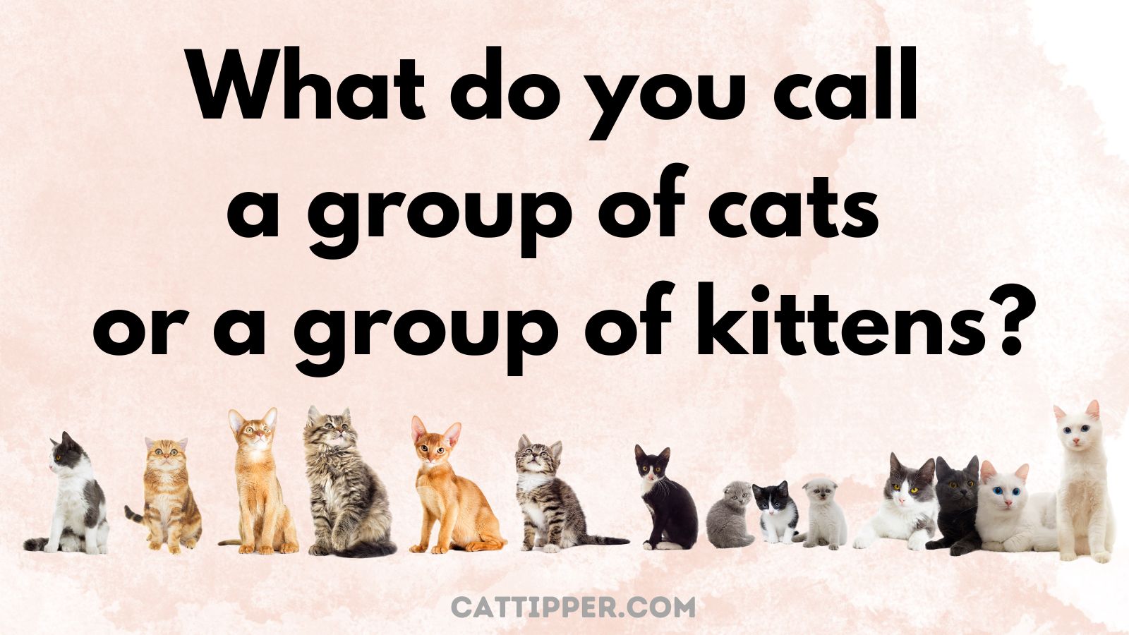 what-do-you-call-a-group-of-cats