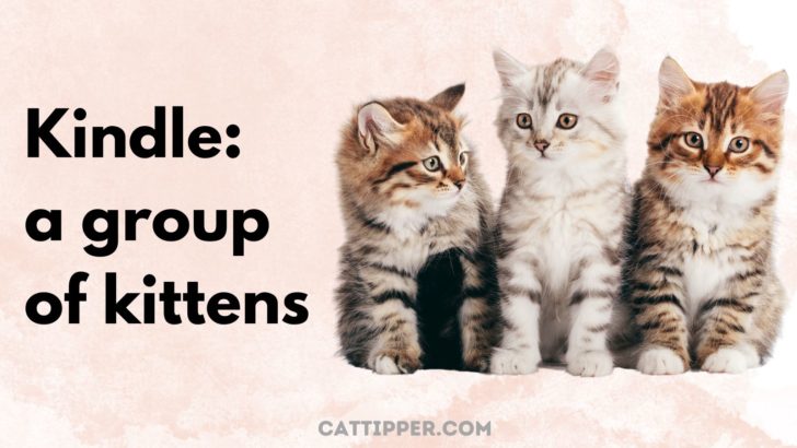 what-do-you-call-a-group-of-cats