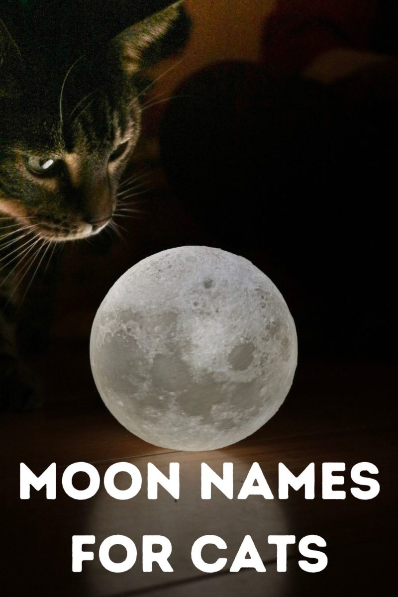 125-moon-names-for-cats-that-are-out-of-this-world