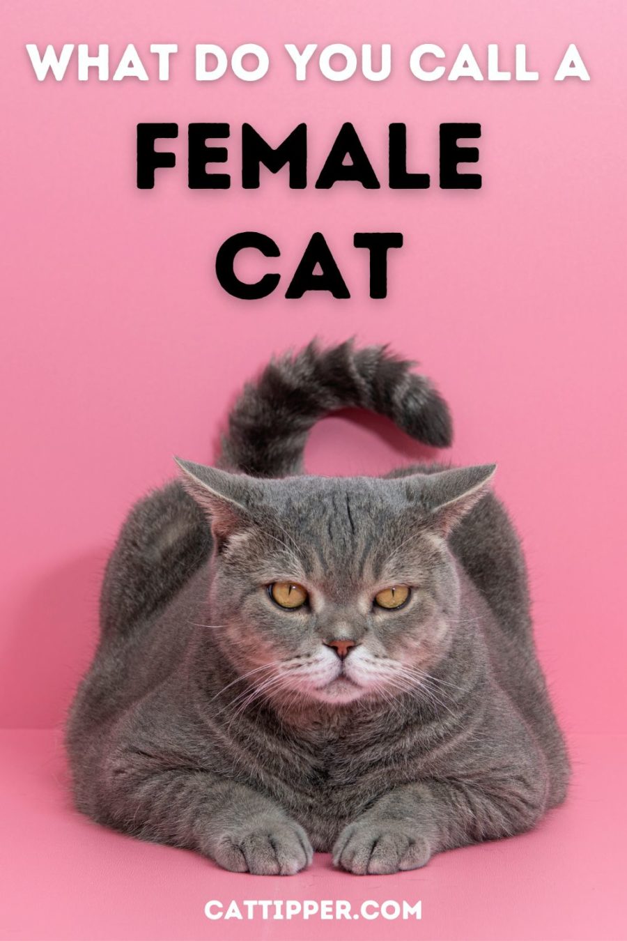 What Is A Female Cat Called 