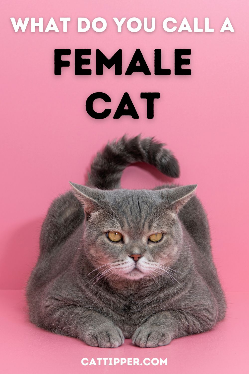 what-is-a-female-cat-called