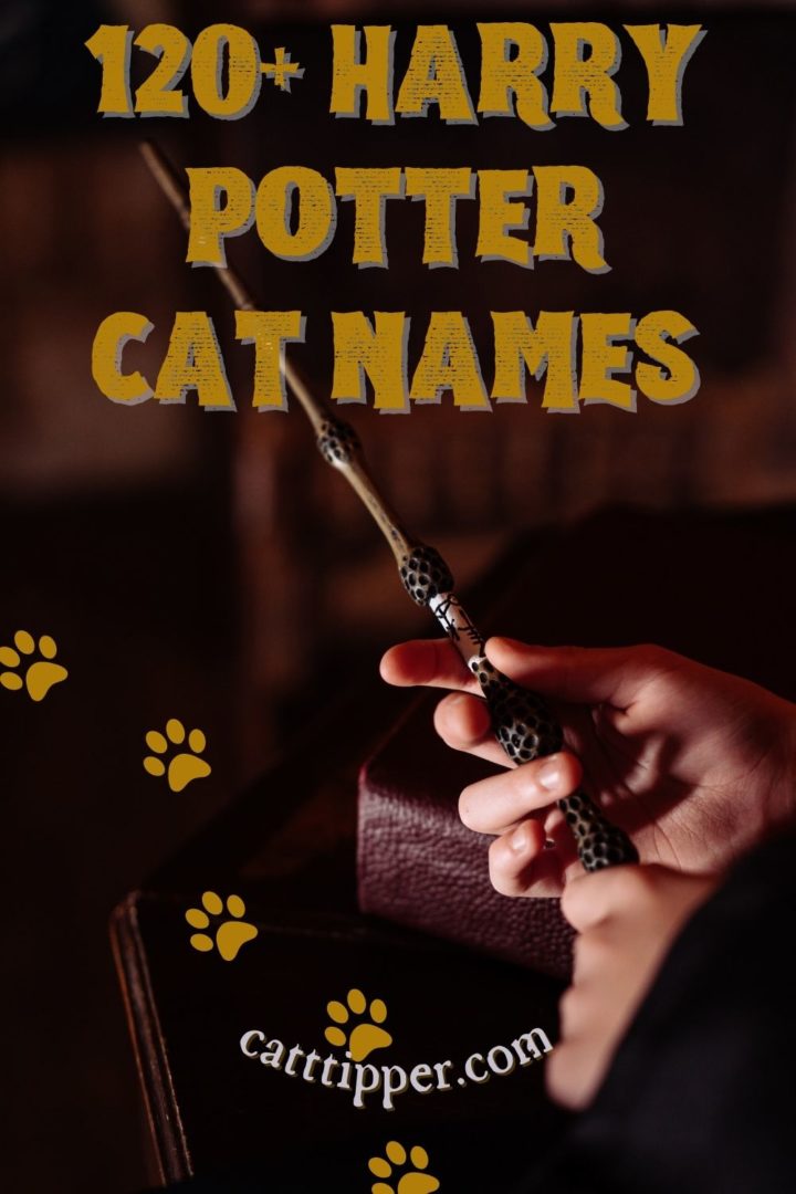 120+ Harry Potter Cat Names {and Meanings!}