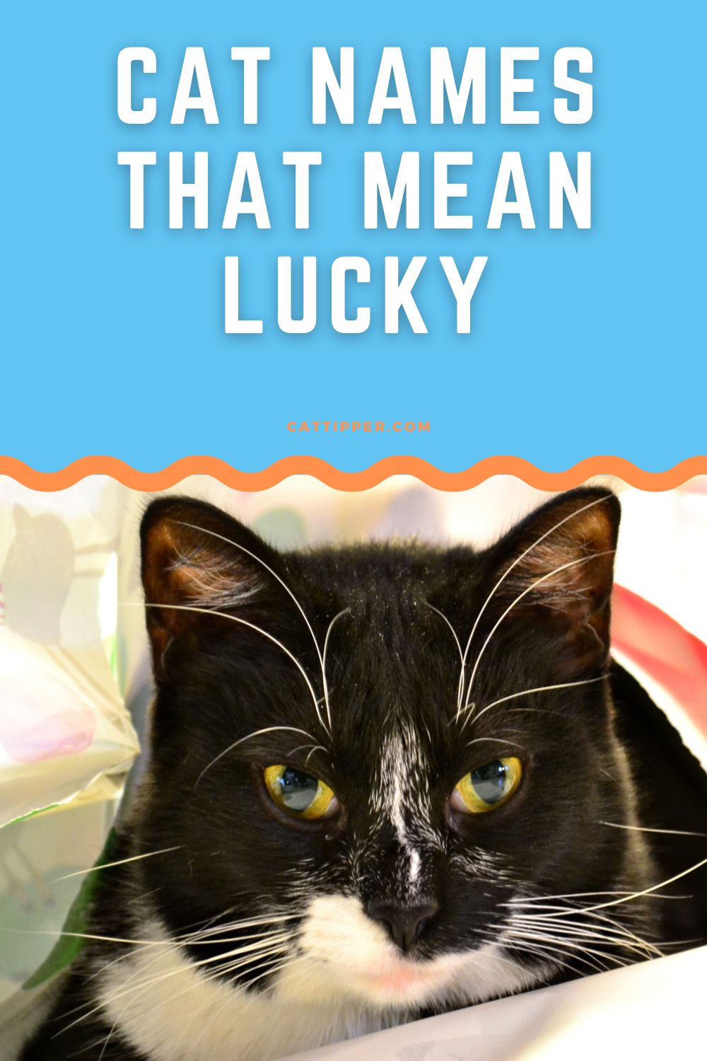 lucky-cat-names