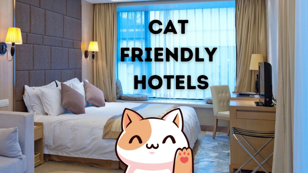 Hotels That Allow Cats The MOST Cat Friendly Hotel Chains   Which Hotels Are Most Cat Friendly 1080x608 