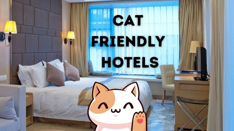 Pet-friendly accommodations: Consider fees, rules, amenities and more