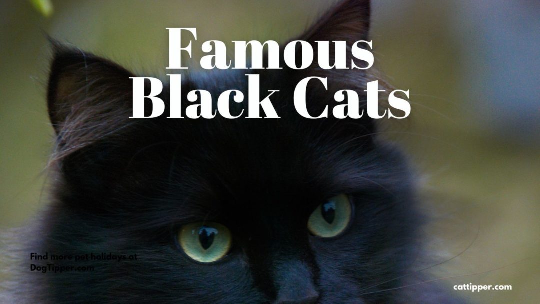 What Does A Black Cat Passing Mean at Joshua Gilchrist blog