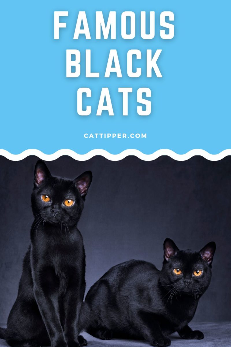 Famous Black Cats in Movies, TV and More!