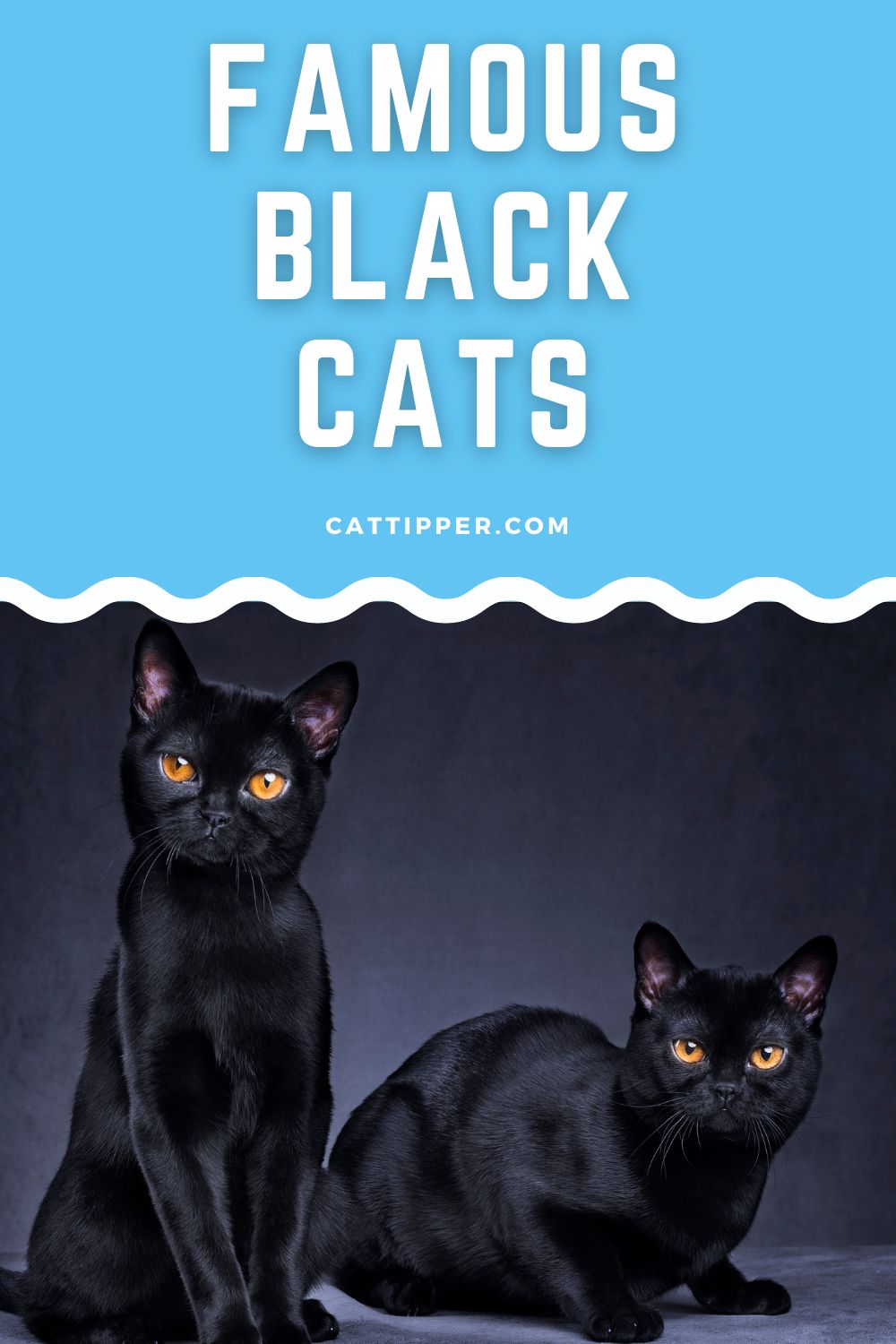 Famous Black Cats in Movies, TV and More!