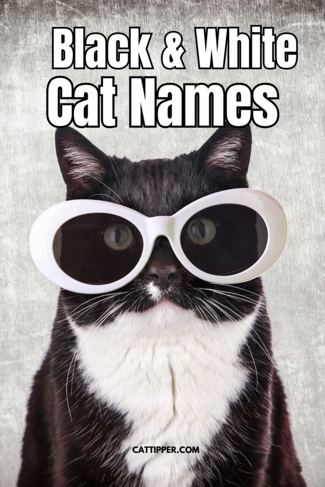 140 Black and White Cat Names for Your Tuxedo Cat!