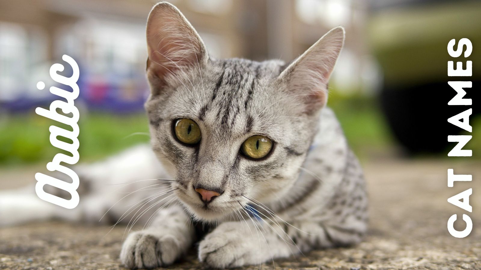 Arabic Cat Names: From Ancient Egypt to Modern Monikers