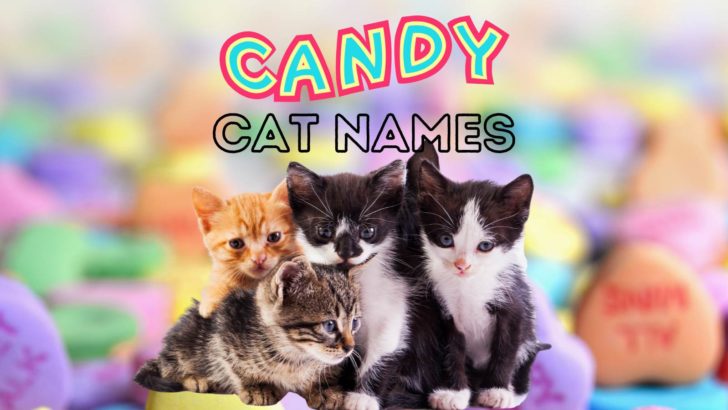 100-candy-cat-names-for-your-new-sweetie