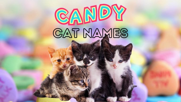 candy-cat-names-for-your-new-sweetie