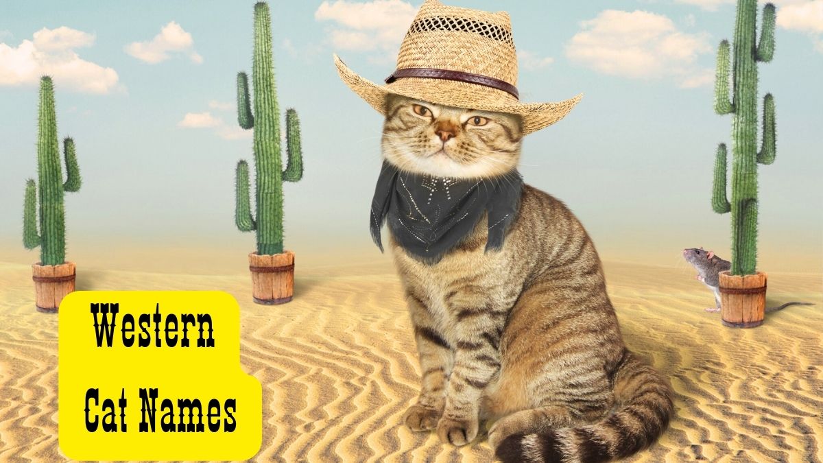 Cute Western Cat Names