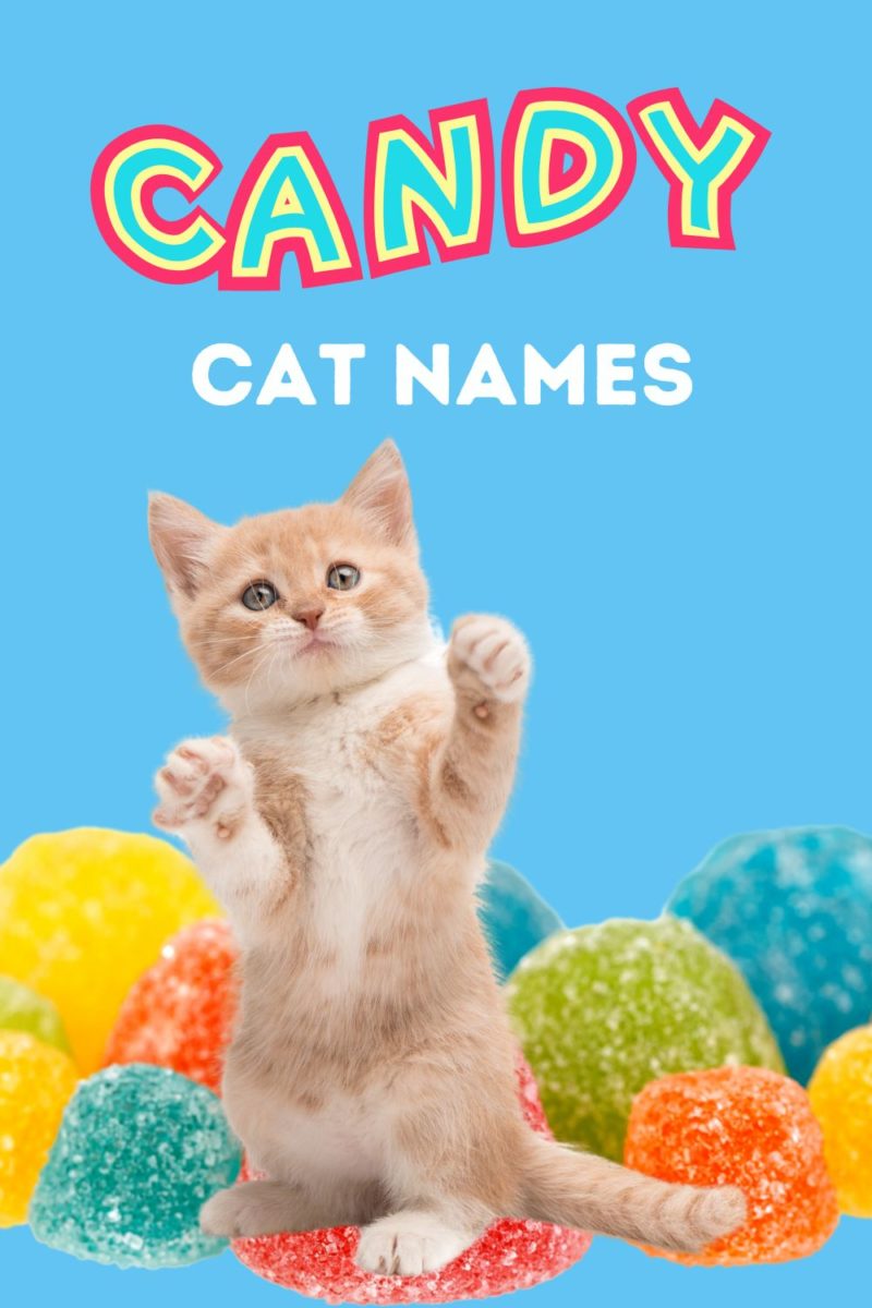 candy-cat-names-for-your-new-sweetie