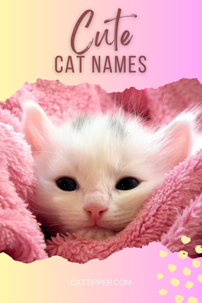 300 Cute Cat Names For Your Little Cutie 