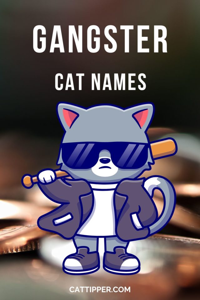 140-gangster-cat-names-for-your-tough-kitty