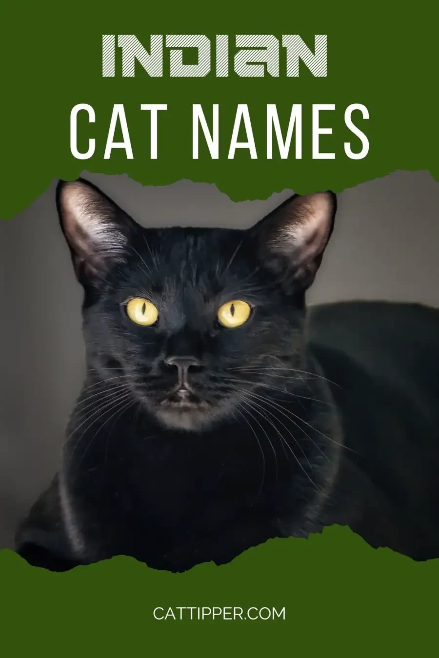 120 Indian Cat Names and Their Meanings 