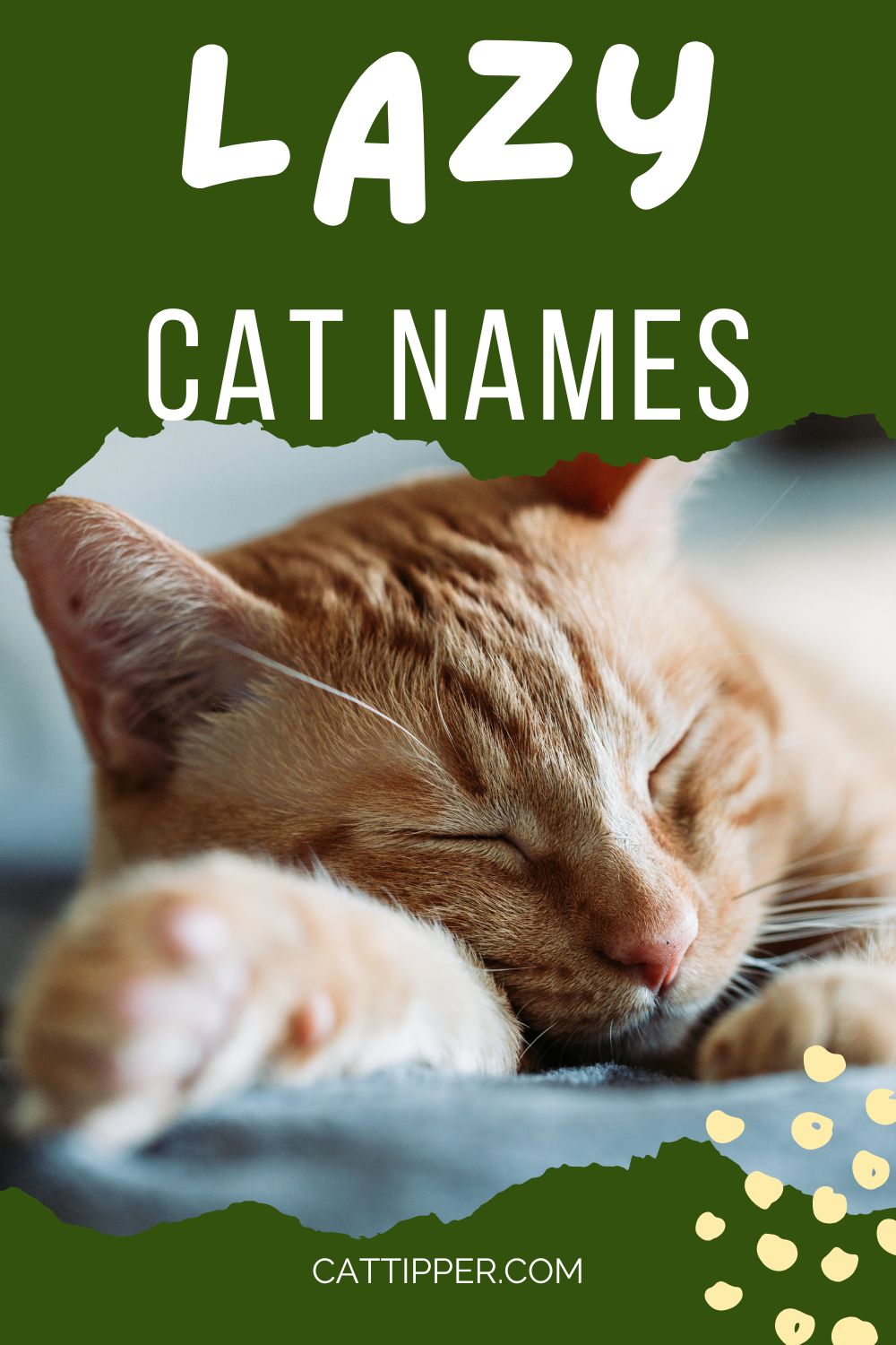 lazy-cat-names-for-your-sleepy-sidekick