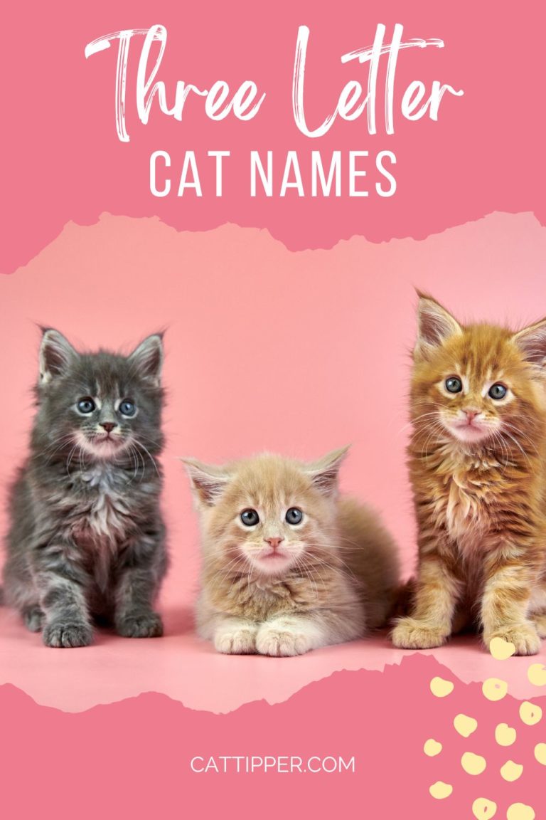 three-letter-cat-names-tiny-but-mighty-short-names-for-your-new-cat