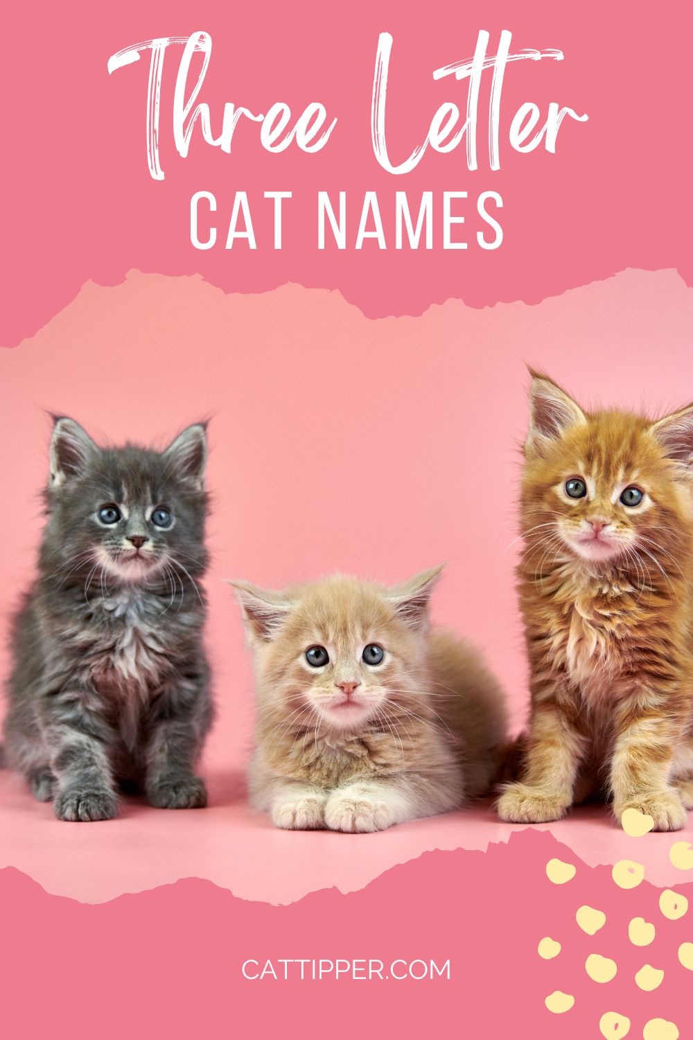 three-letter-cat-names-tiny-but-mighty-short-names-for-your-new-cat