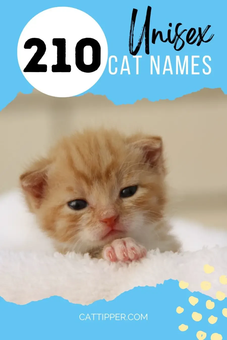Pinterest (Pin) (16) cats pets cute