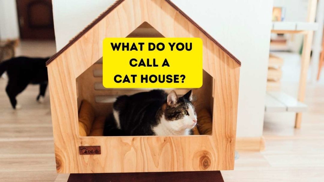 What Is The Name Of The Large House Cat