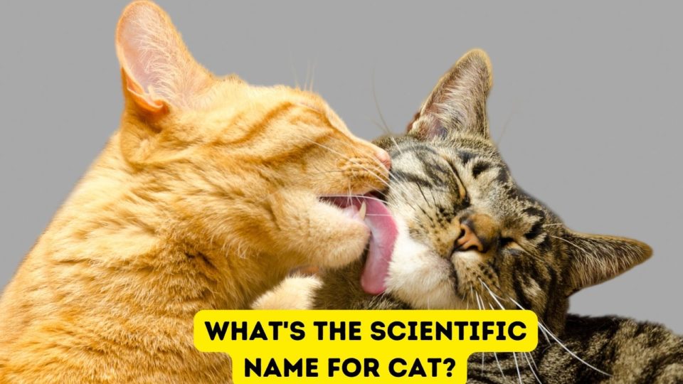 what-s-the-scientific-name-for-cat