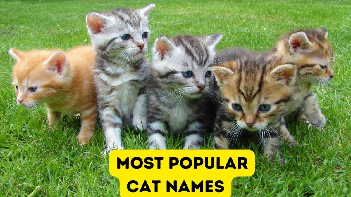 What are the Most Popular Cat Names?