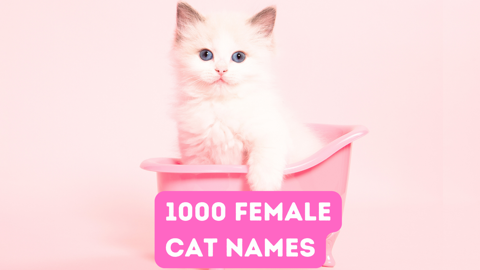 1000 Female Cat Names For Your Fur Baby