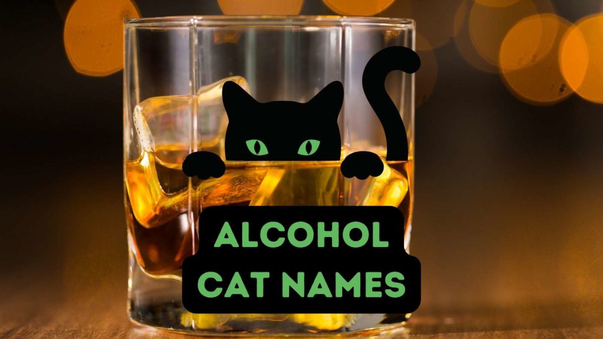 275-alcohol-cat-names-for-your-spirited-kitty