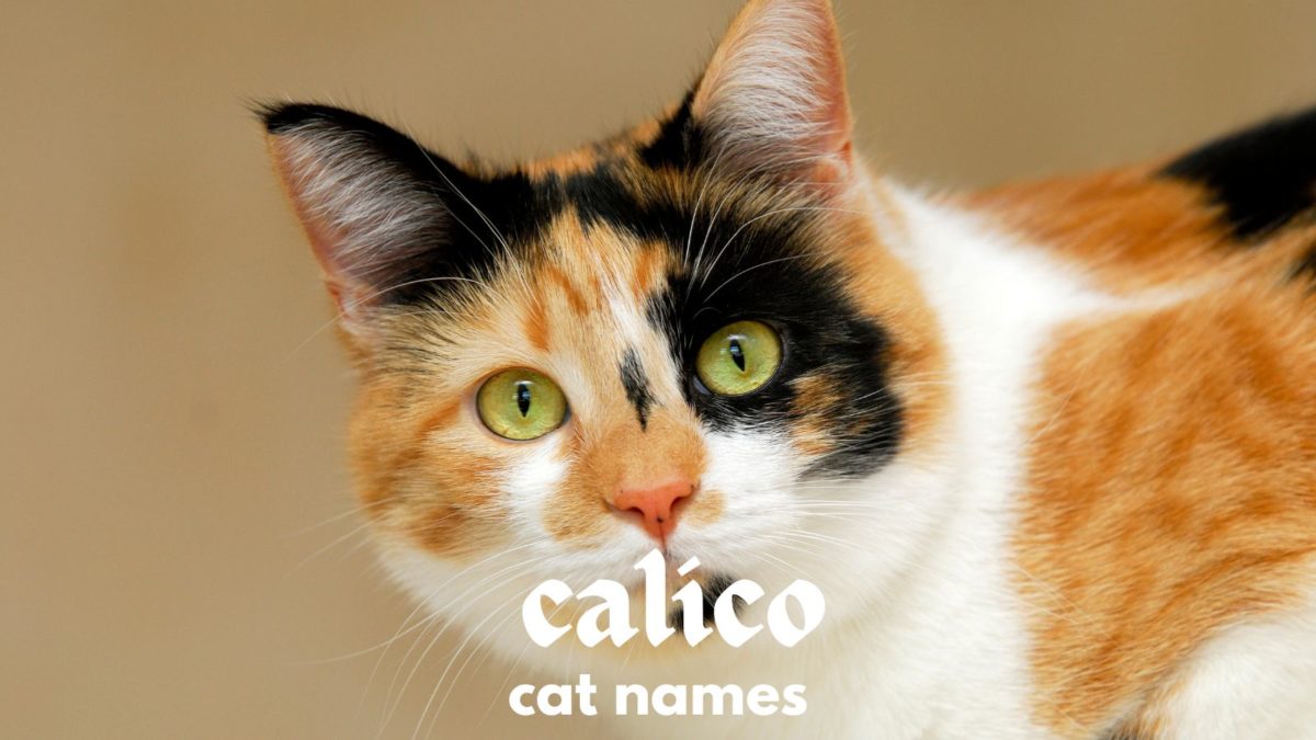 120+ Calico Cat Names for Your Tri-Color Cat!