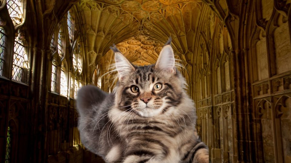 What Are The Cat Names In Harry Potter   Featured Cat Names In Harry Potter 960x540 