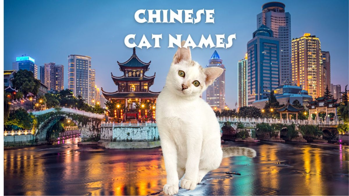 Featured Chinese Cat Names 1200x675 