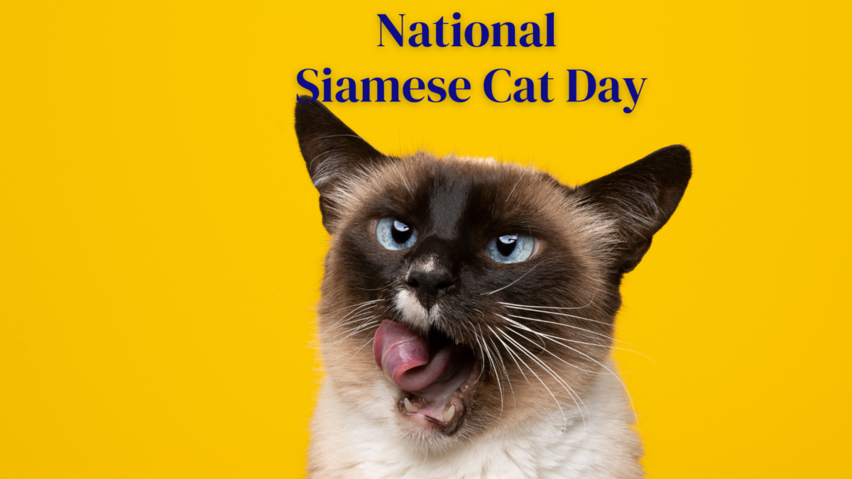 National Siamese Cat Day