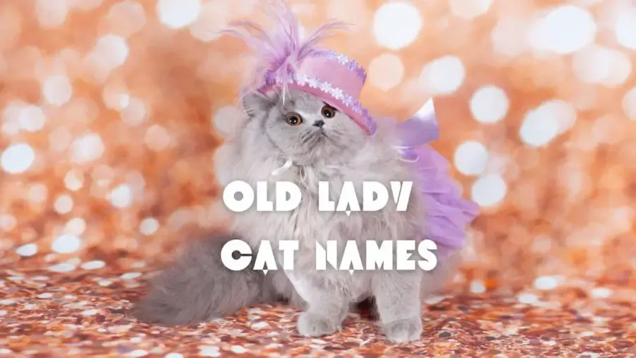 gray kitten wearing old fashioned purple hat and dress