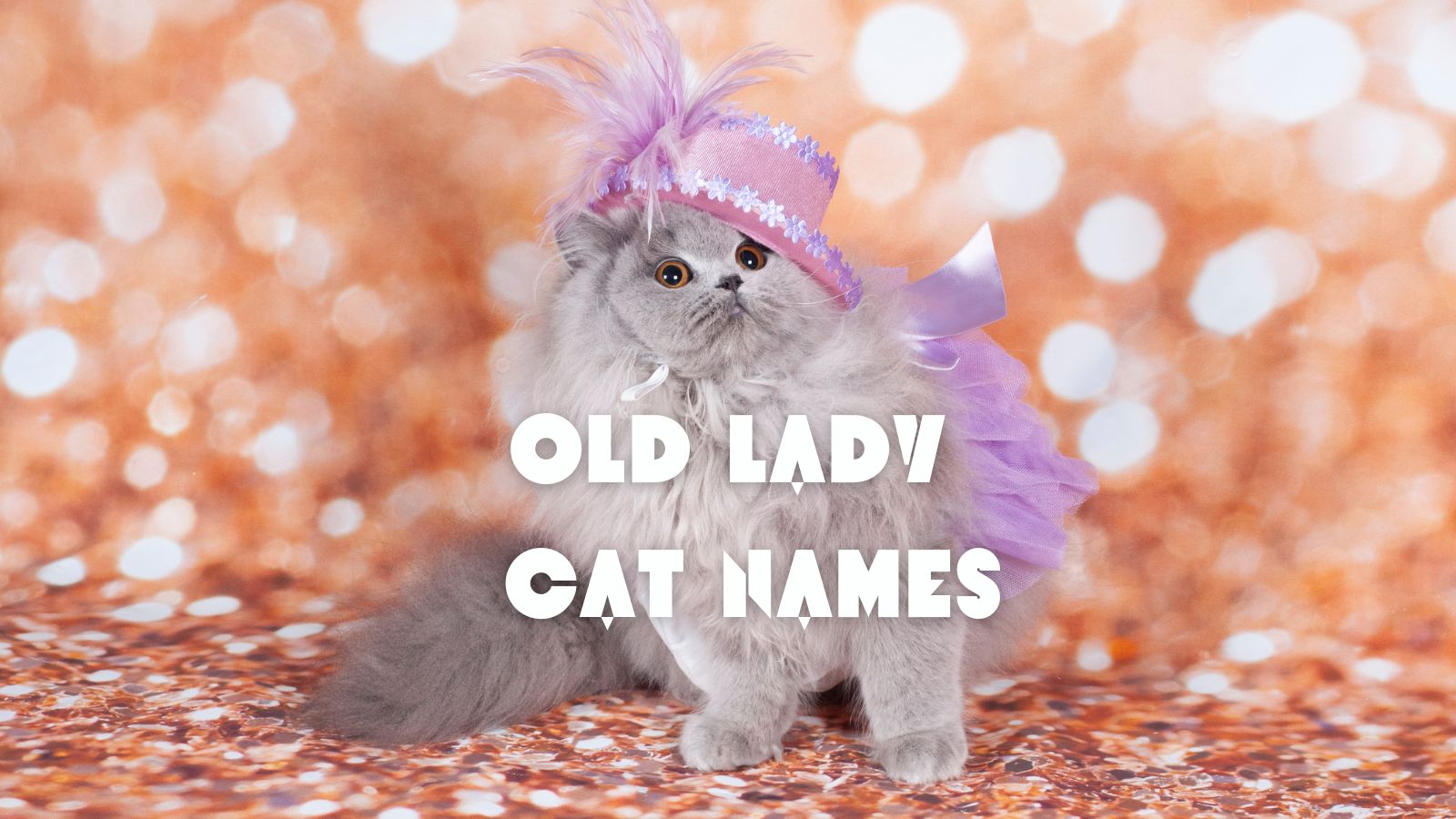 220 Old Lady Cat Names Steeped In Tradition 4369