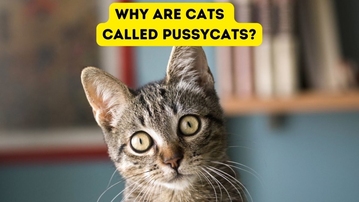 Why are Cats Called Pussycats?