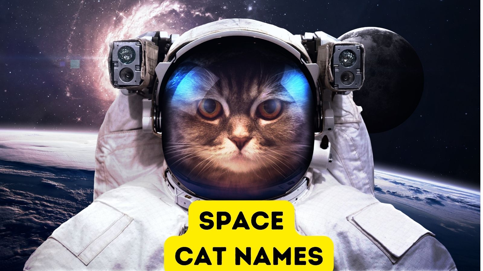 cats in space