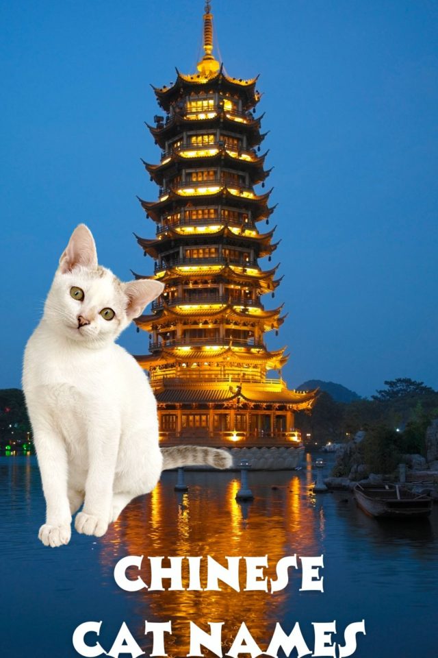 Pinterest Chinese Cat Names 640x960 