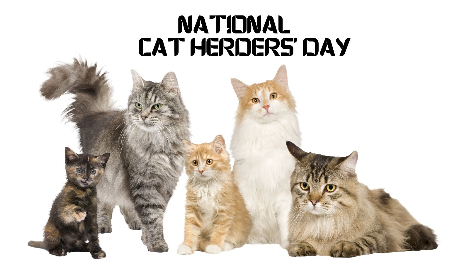 National Cat Herders' Day