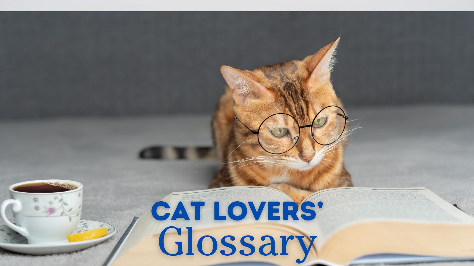 Cat Terms: A Glossary for Cat Lovers