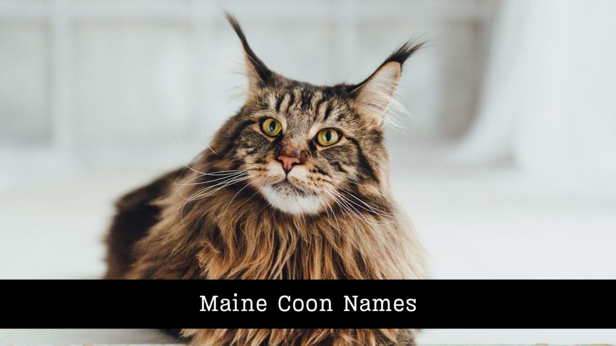 170+ Names for Maine Coon Cats