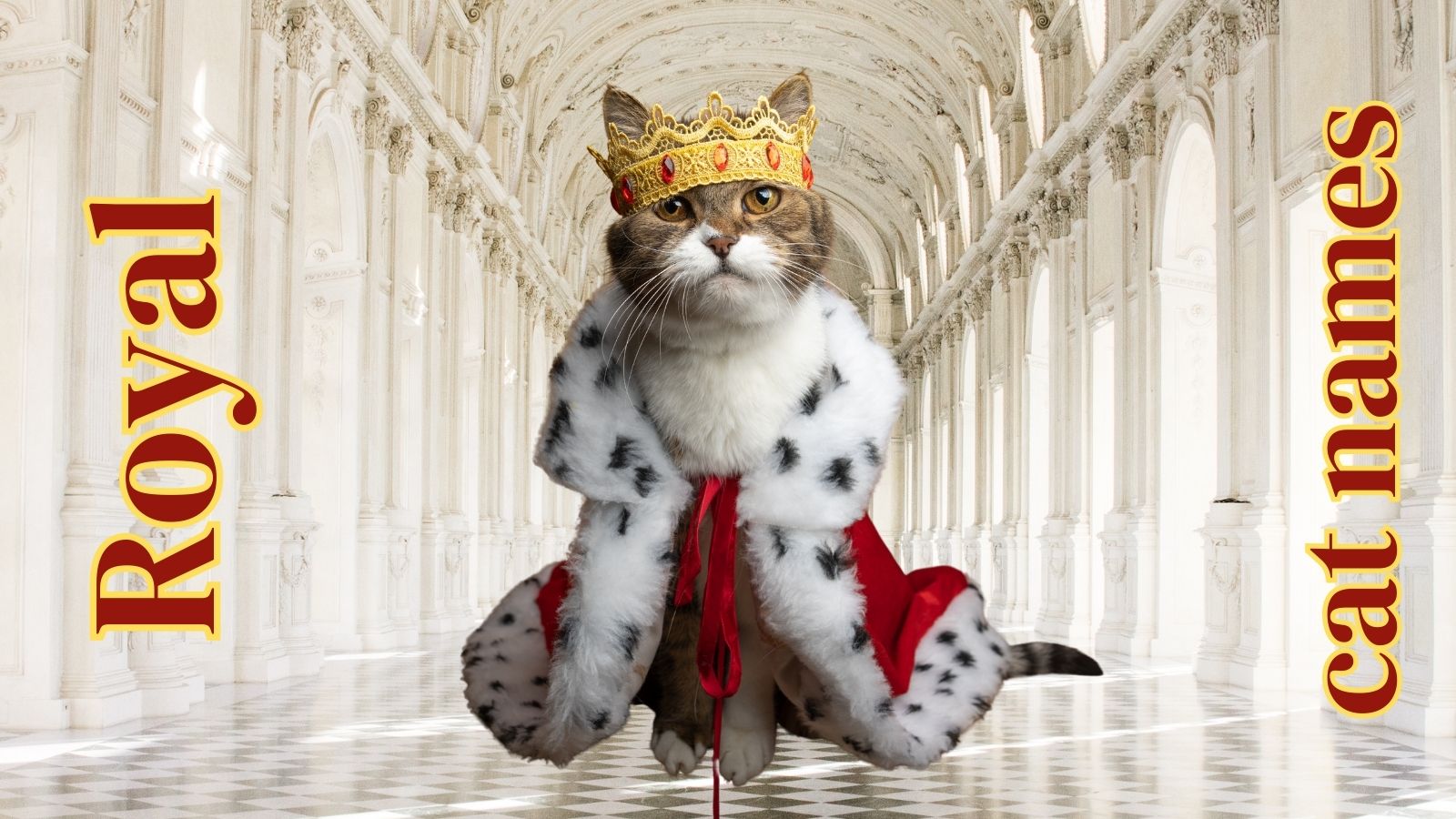 210-royal-cat-names-for-your-new-ruler